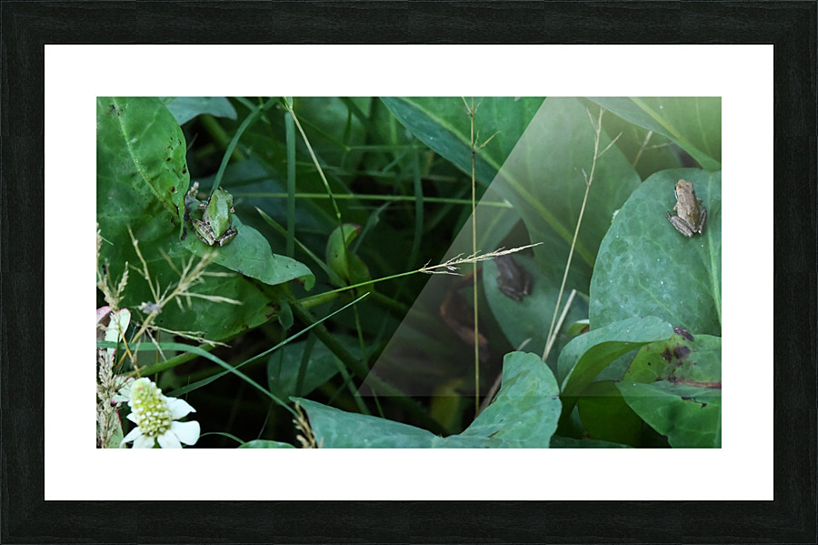 DSC 7868 Picture Frame print
