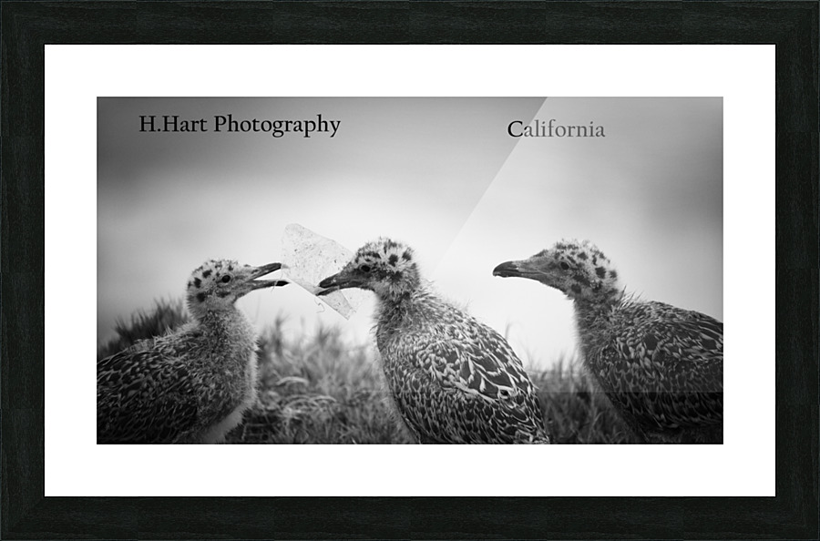 bDSC 6966  1  Picture Frame print