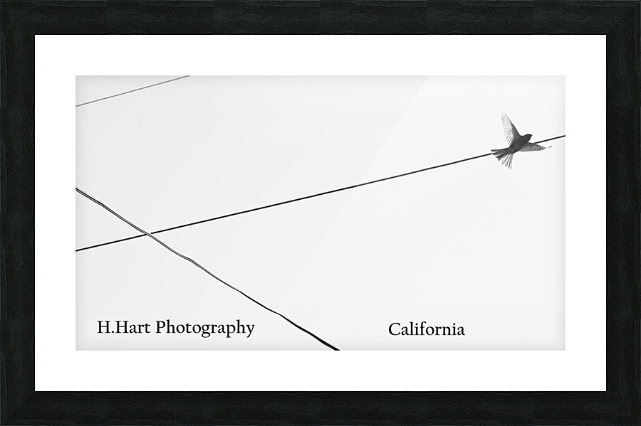 DSC 9282  2  Picture Frame print