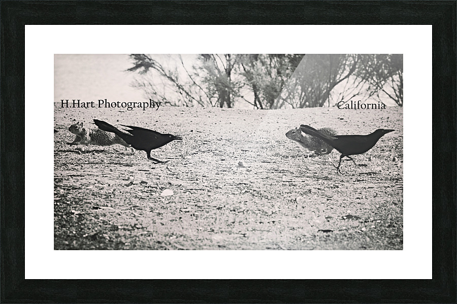 bDSC 4323  1  Picture Frame print