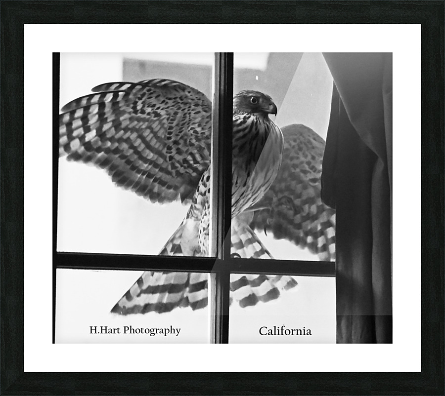 bDSC 2438  2  Picture Frame print