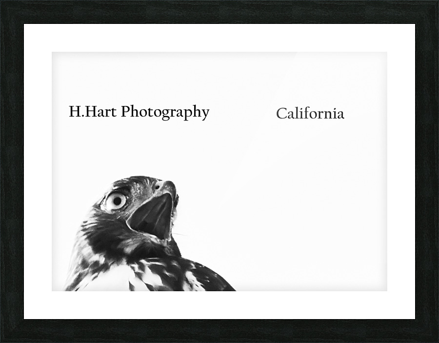 DSC 3195  2  Picture Frame print
