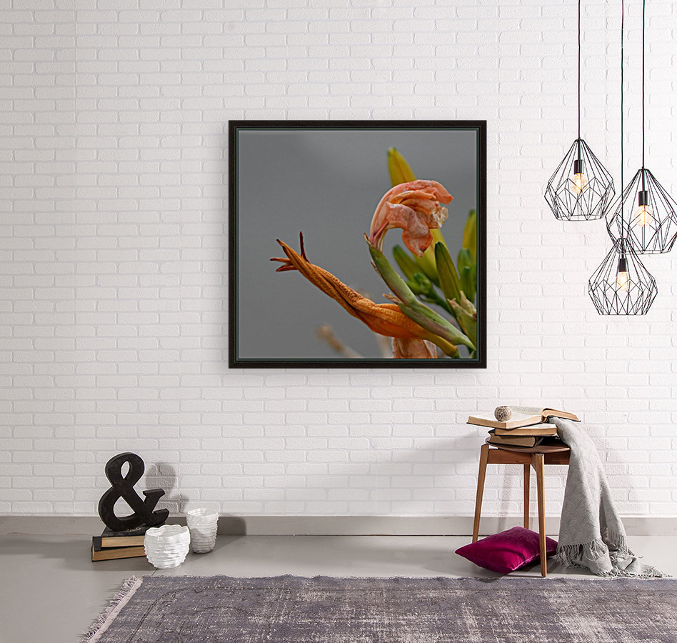 Snail Flower Reproduction