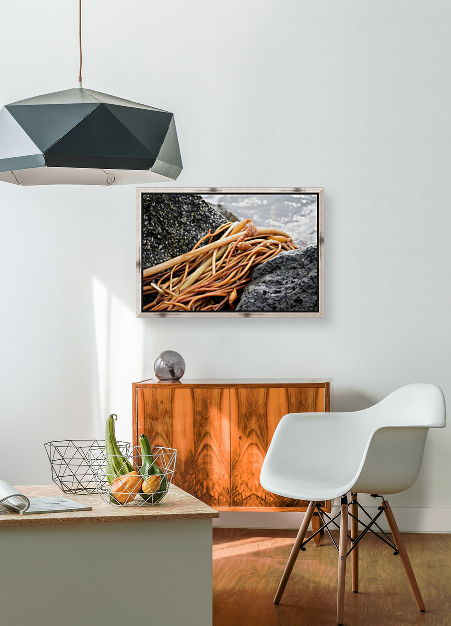 Kelp Reproduction