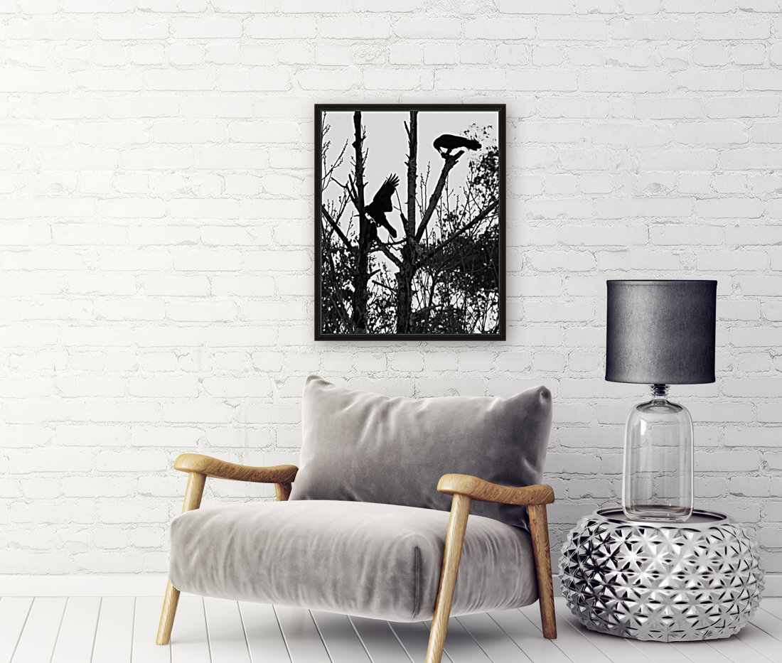 Black Birds Reproduction