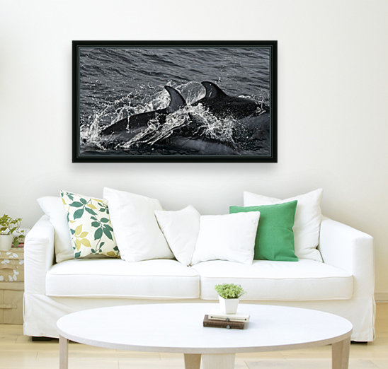 Common Dolphins Reproduction
