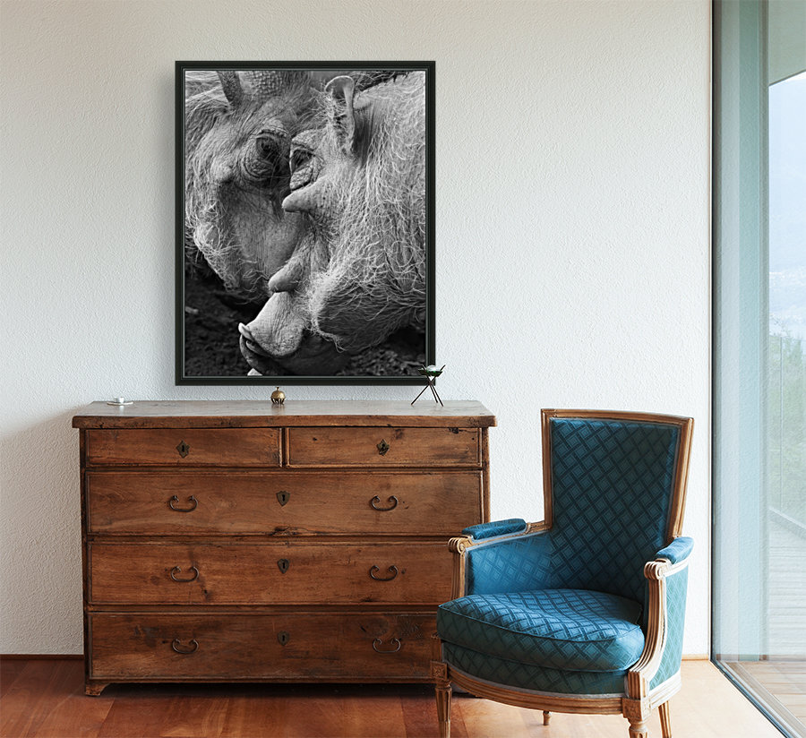 Warthogs Reproduction