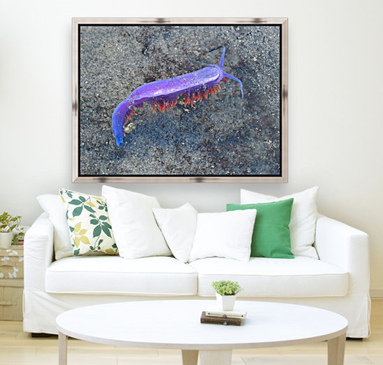 Nudibranch Reproduction