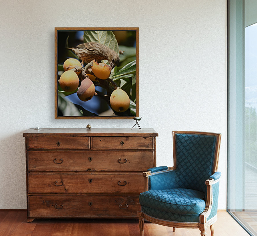 Loquat Feast Reproduction