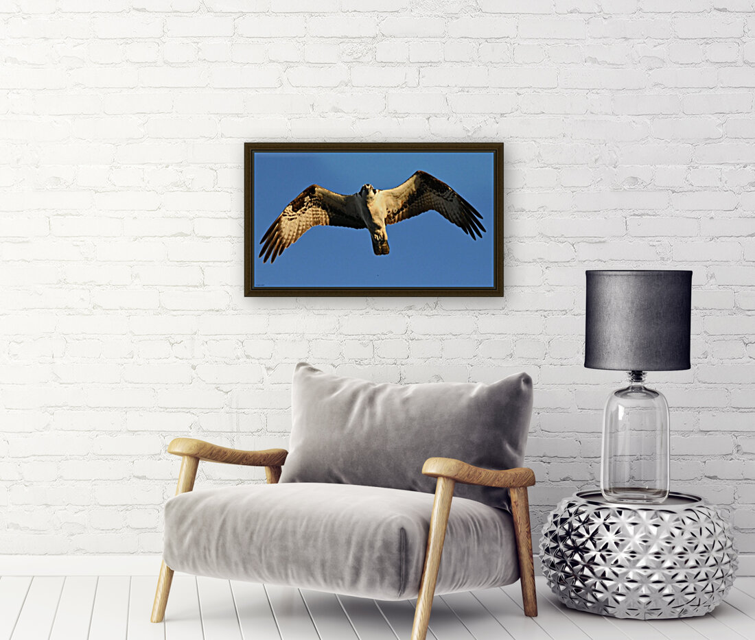Osprey Reproduction