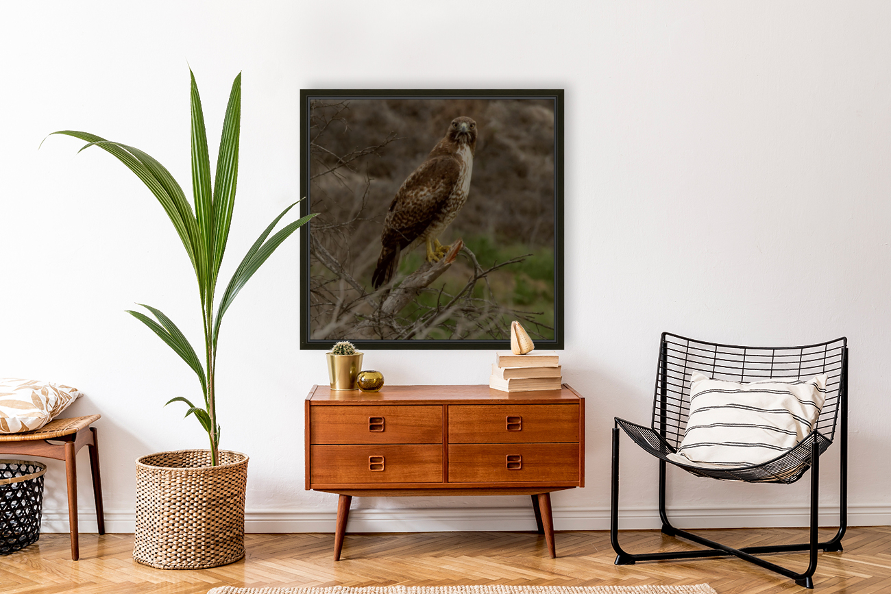 Hawk Eye Reproduction