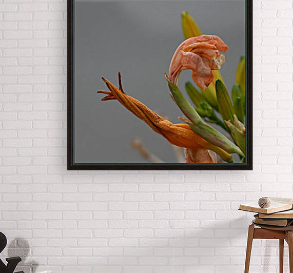 Snail Flower Reproduction
