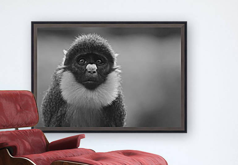 Monkey Eyes Reproduction