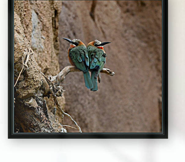 Bee Eaters Reproduction