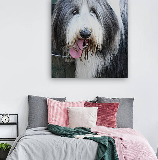 Sup Dog by H.Hart Photography
