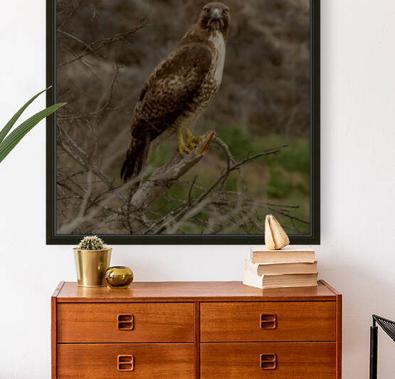 Hawk Eye Reproduction