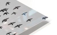 Urban Murmuration HD Metal print