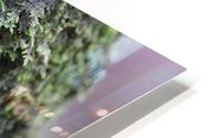 Forest Growth HD Metal print