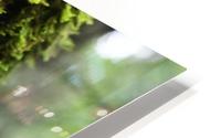 Trunk Moss HD Metal print