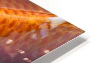 Koi HD Metal print