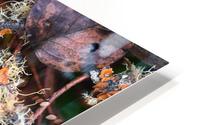Fungi HD Metal print