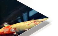 Many Koi HD Metal print