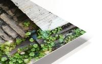 Vines on A Wall HD Metal print