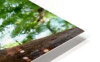 Wing Magic HD Metal print
