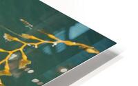 Kelp in the Sea HD Metal print