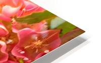 Pink Puff HD Metal print