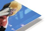 Pelican Preening HD Metal print