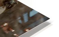 Hawk Eye HD Metal print