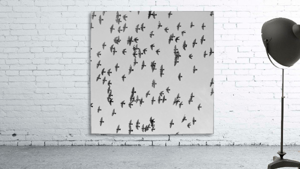 Urban Murmuration Wall Preview