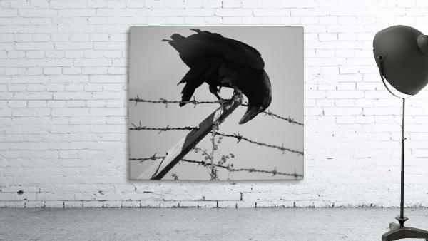 Barbed Wire Raven Wall Preview