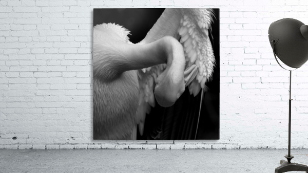 Preening Wall Preview