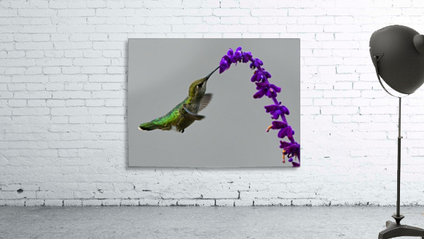 Hummingbird Arch Wall Preview