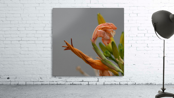Snail Flower Wall Preview