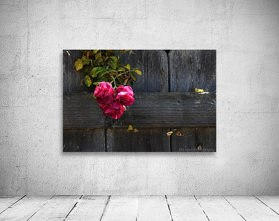 Rose Heart Wall Preview