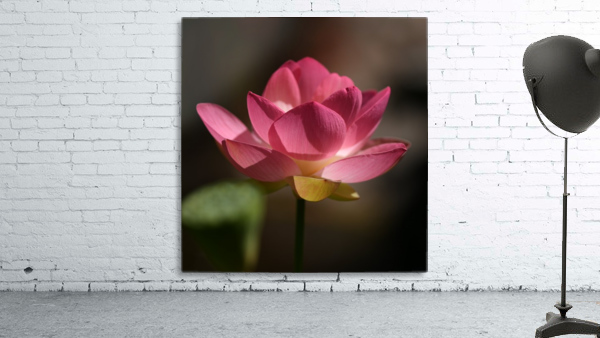 Lily Wall Preview