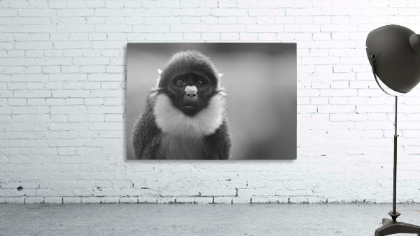 Monkey Eyes Wall Preview