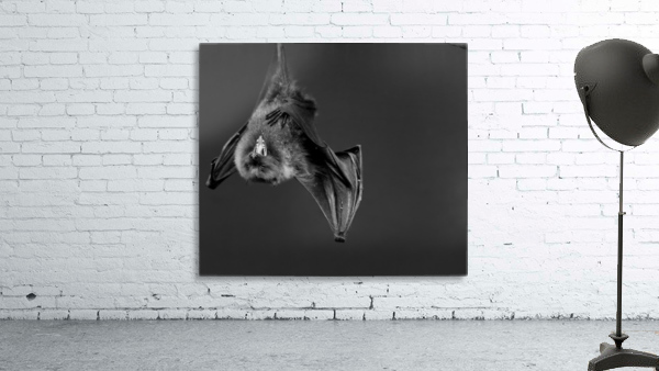 Bat Wall Preview