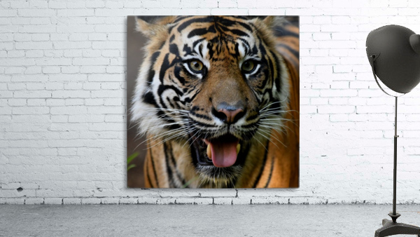 Tyger Tyger Wall Preview