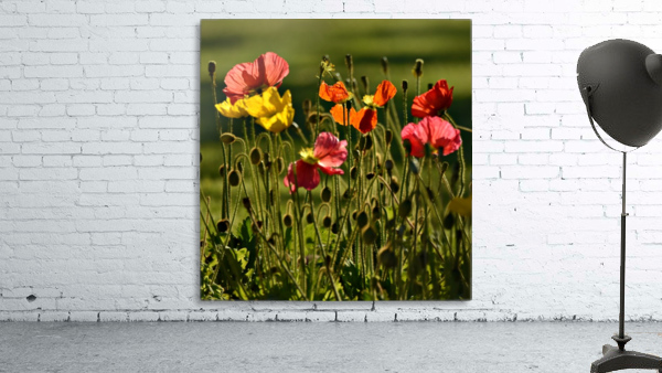 Spring Wall Preview