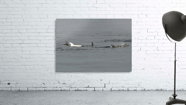Albino Dolphin Wall Preview