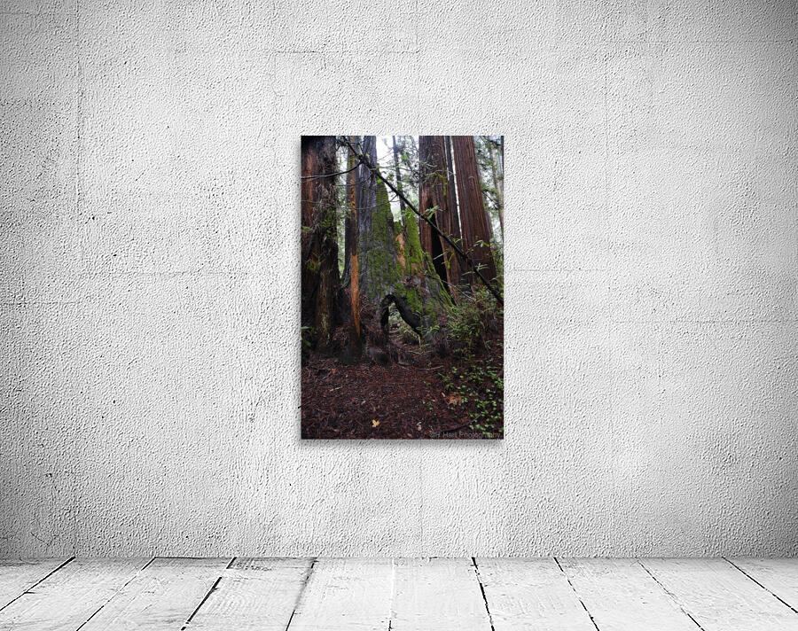 Giants Wall Preview