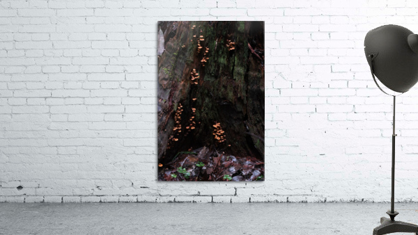 Tiny Mushrooms Wall Preview
