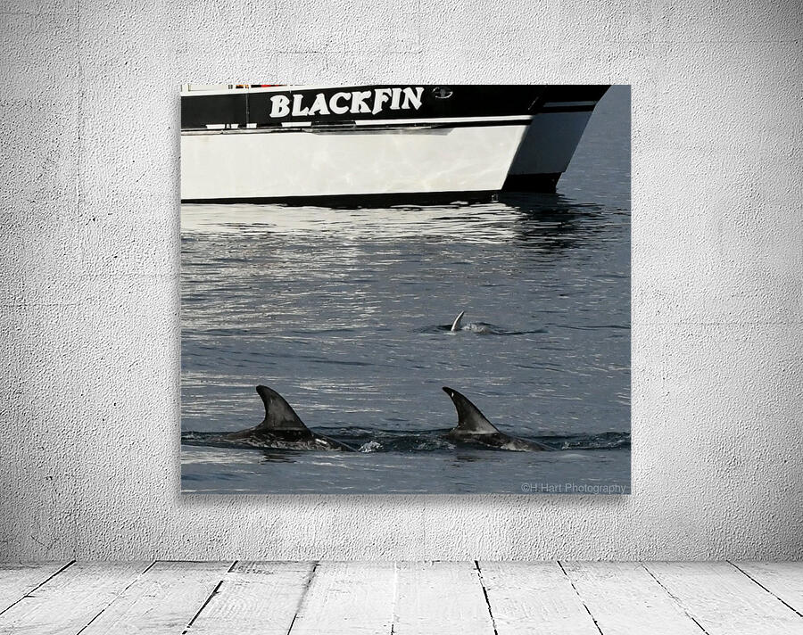 Blackfin Wall Preview