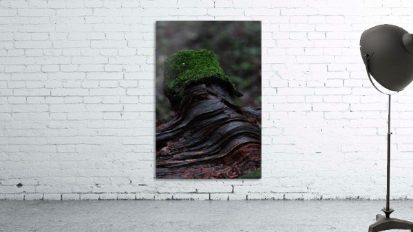 Moss Blanket Wall Preview