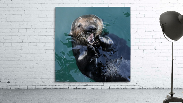 Otter Teeth Wall Preview