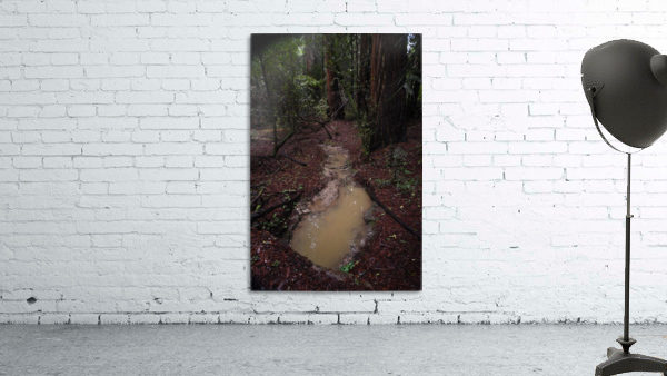 Forest Puddle Wall Preview